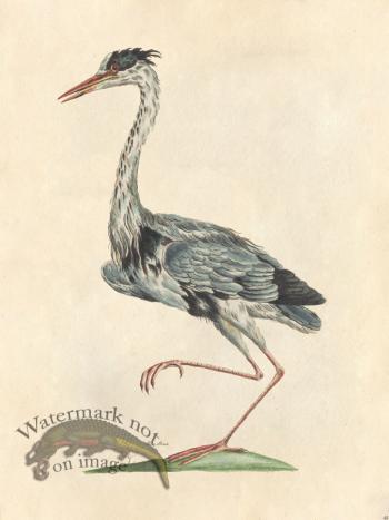 Blue Heron - Tribute Bd 48 M